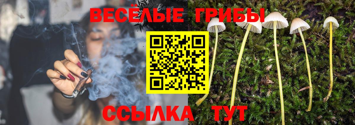 Псилоцибиновые грибы Psilocybe Вышний Волочёк